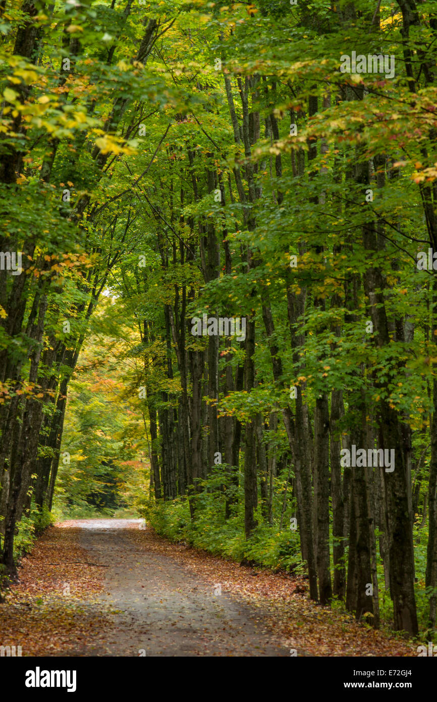 La lumière au bout d'un tunnel d'arbres sur la route près de Houghton, Michigan, USA. Banque D'Images