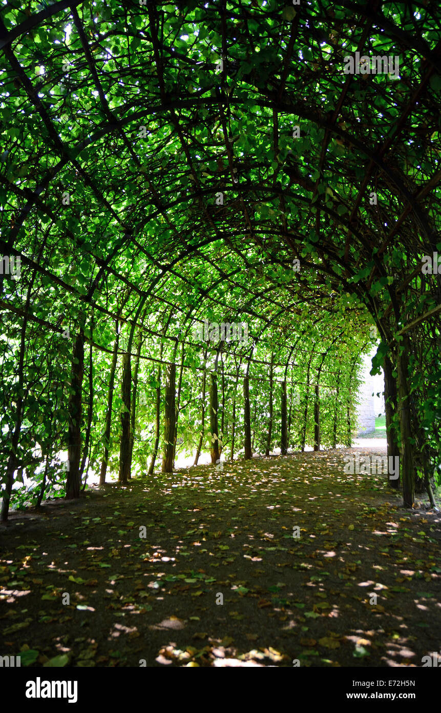 Arbor pergola recouverte de plantes vertes tunnel shoots bower - Brandenburg, Potsdam, Allemagne Banque D'Images