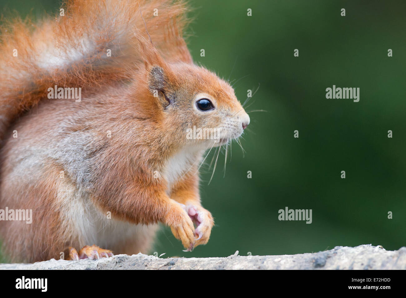 Eurasian écureuil roux (Sciurus vulgaris) Banque D'Images