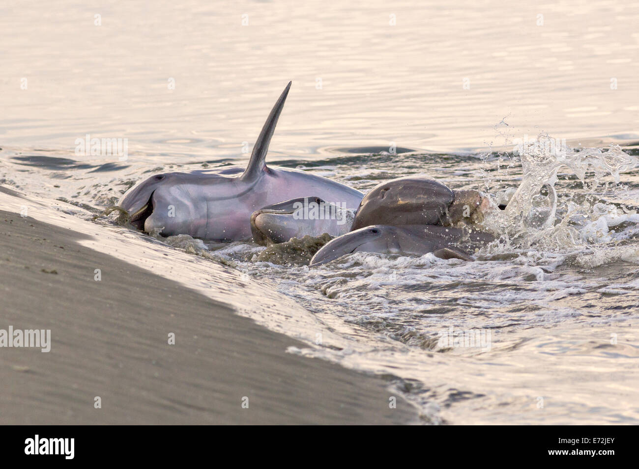 Les grands dauphins de l'Atlantique se nourrissent de poissons qu'ils on a réuni sur la plage en mode veille à l'alimentation d'arrivée du Capitaine Sam 3 septembre 2014 à Kiawah Island, SC. Cette pratique inhabituelle implique un groupe de dauphins élevage un banc de poissons sur la plage puis de leur corps hors de l'eau et sur la côte pour se nourrir et ne se trouve que dans quelques endroits sur terre. Banque D'Images