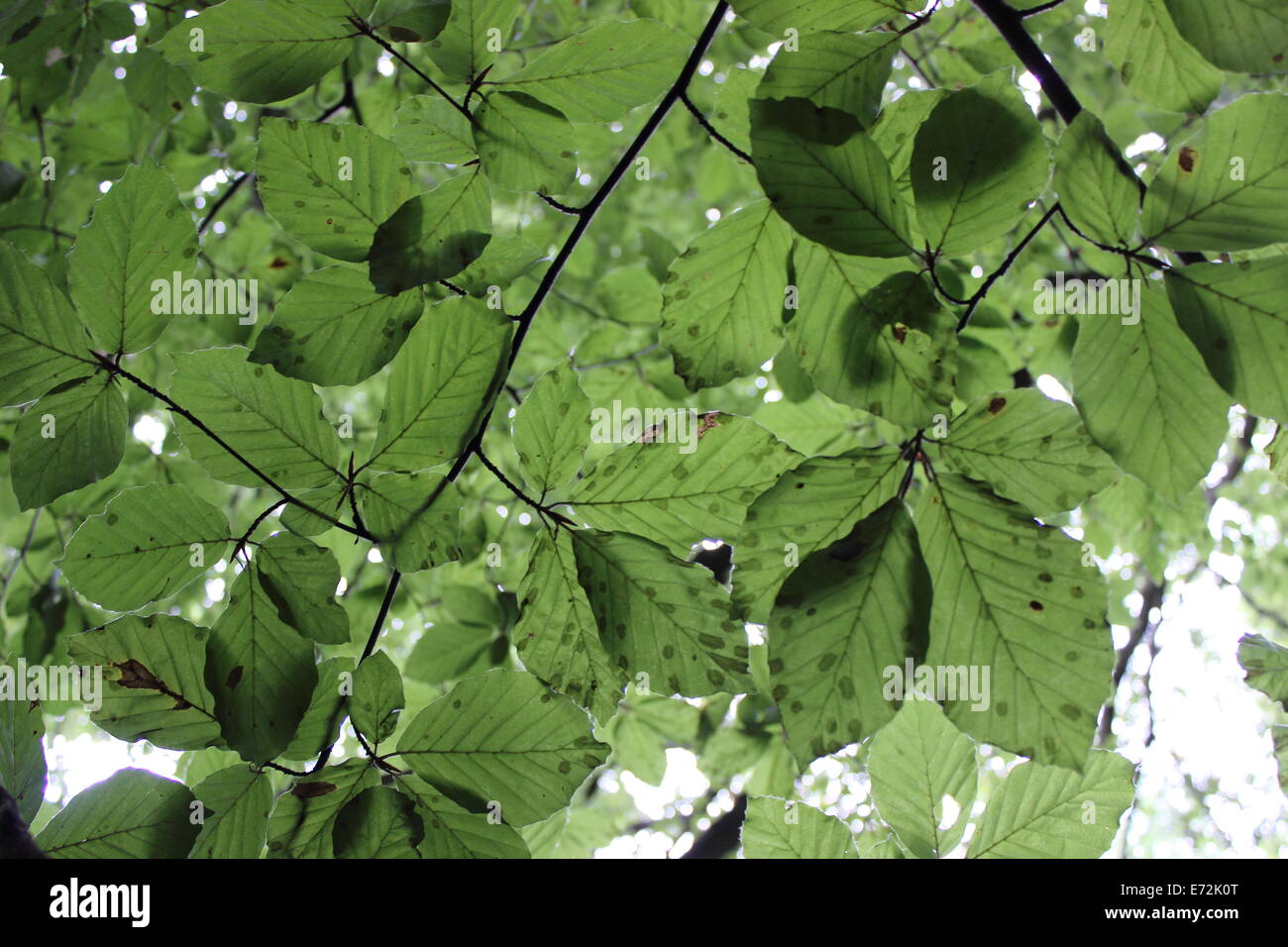 Sous les feuilles de l'arbre vert Banque D'Images