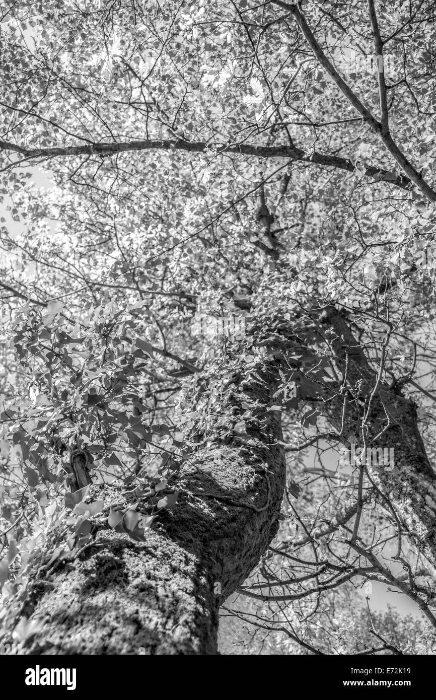 Tronc d'arbre pour le ciel avec fond lumineux étant couverte de feuilles et branches dans b&w Banque D'Images