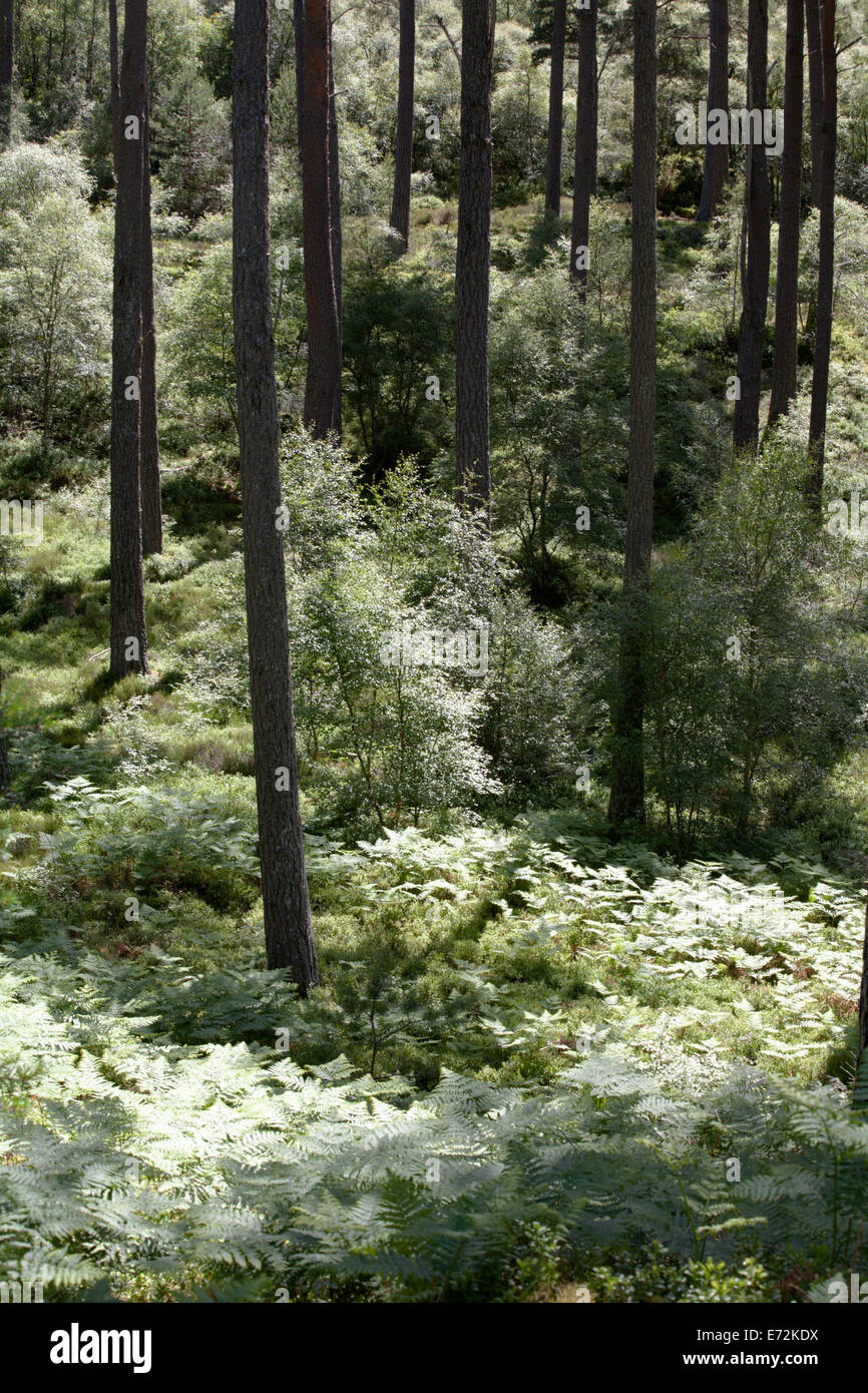 La forêt de pin sylvestre Anagach woods Grantown-on-Spey Scotland Speyside Banque D'Images