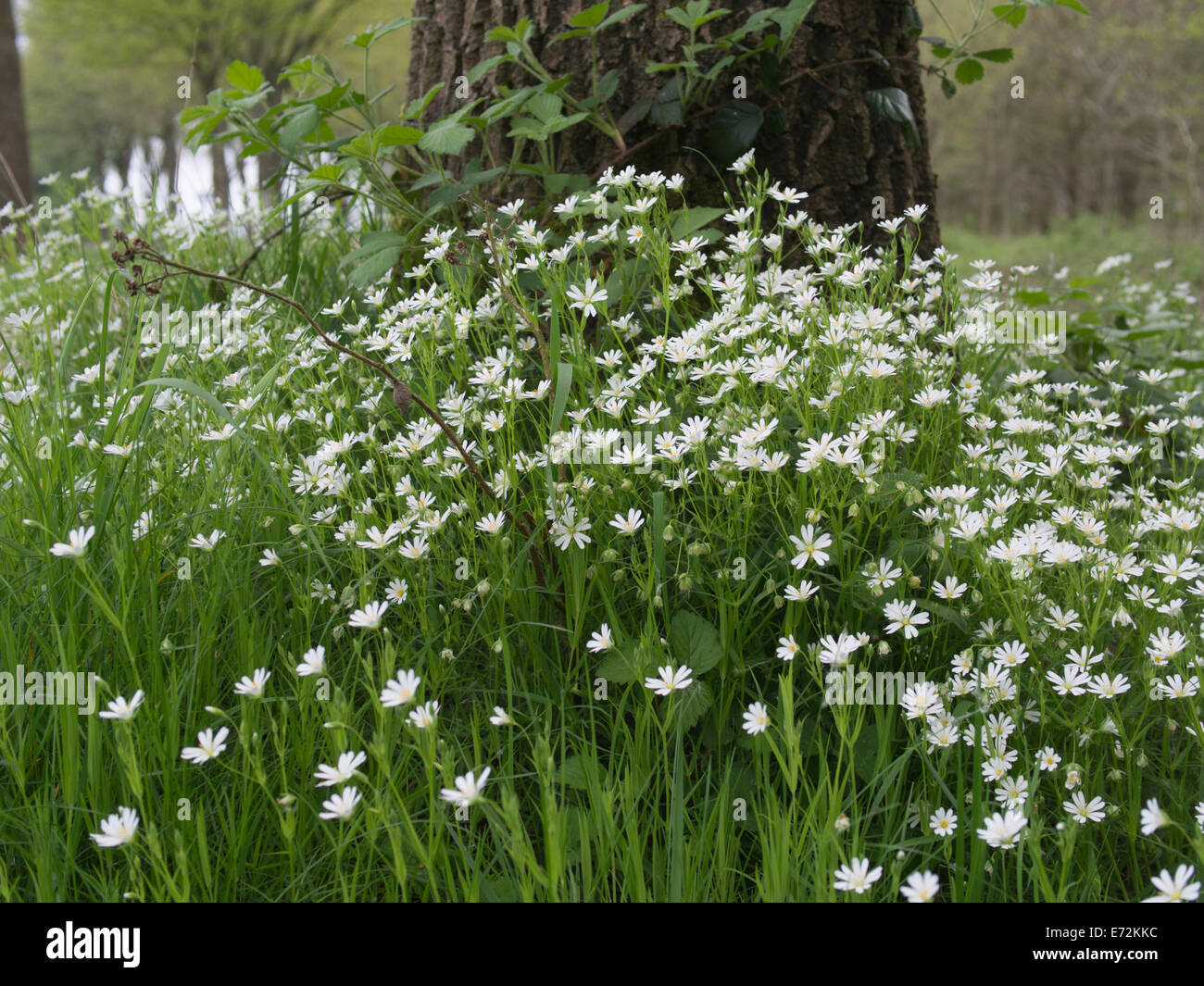 Fleurs blanches Banque D'Images