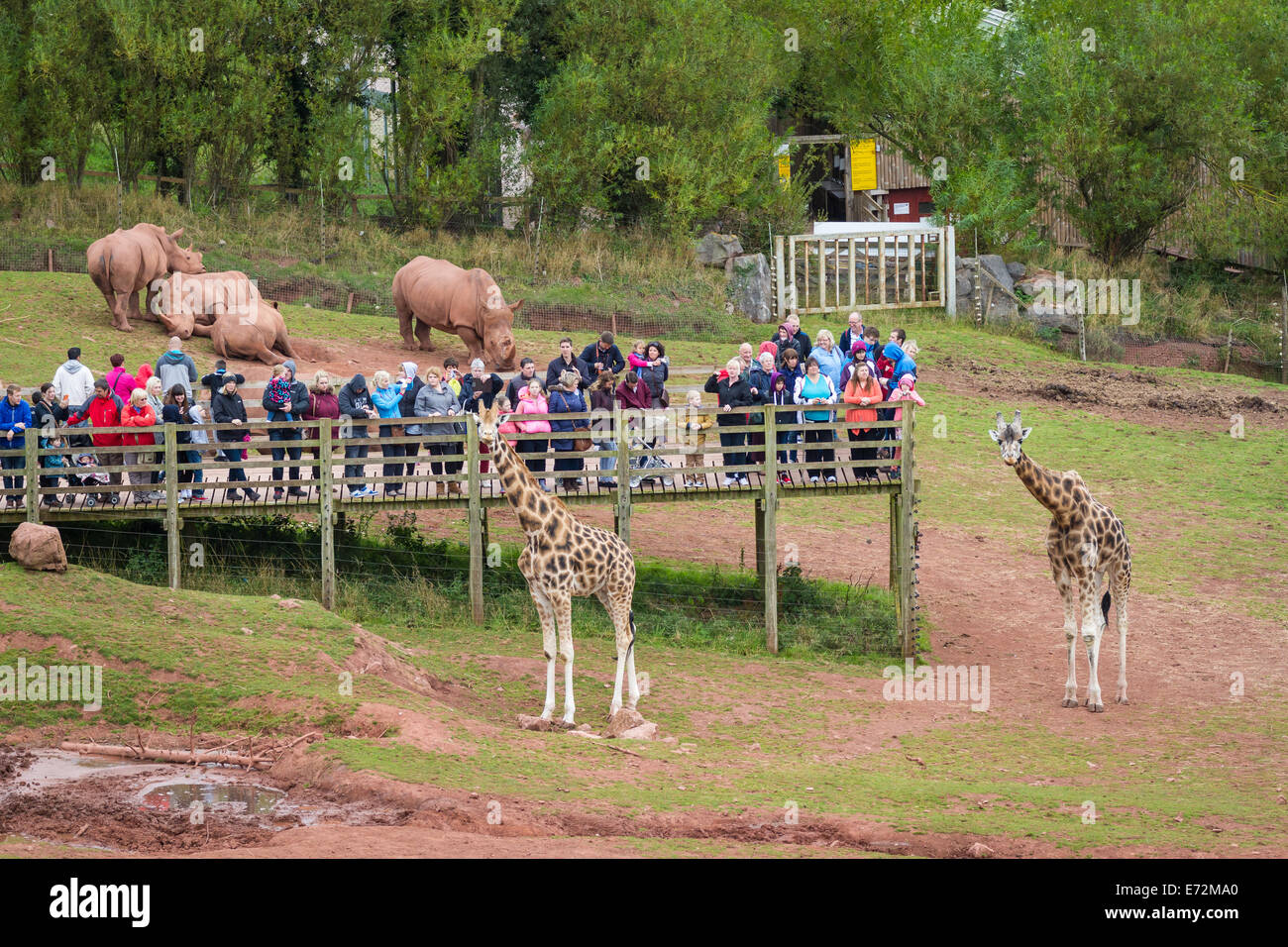 Les visiteurs de South Lakes Parc animalier dans le boîtier girafe Banque D'Images