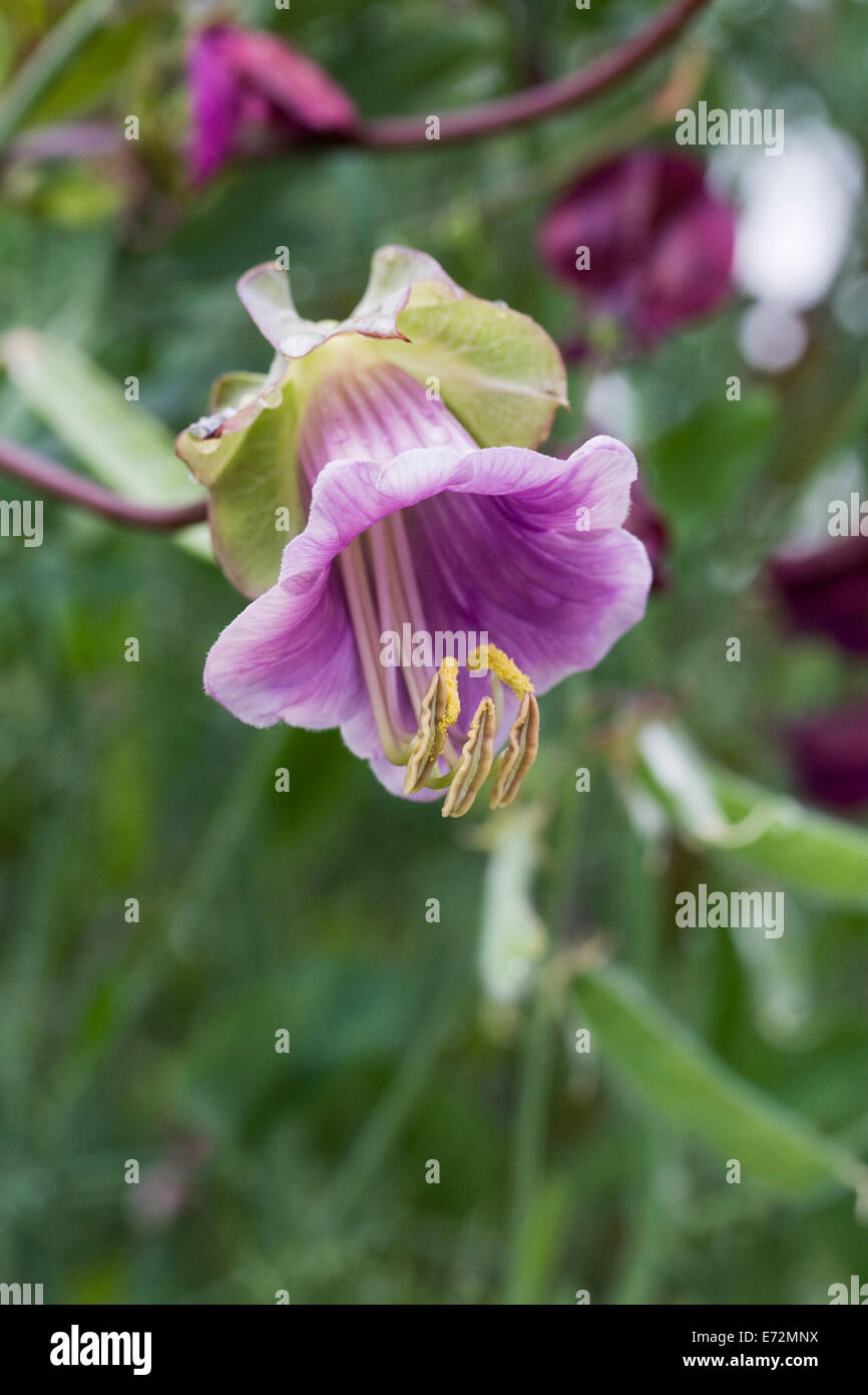 Cobaea scandens fleur. Tasse et soucoupe vine. Banque D'Images