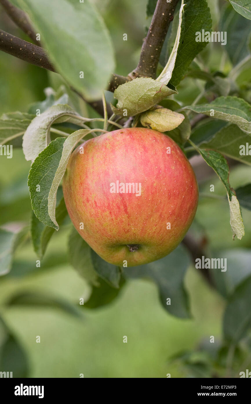 Malus domestica 'Akane'. De plus en plus de pommes dans un verger. Banque D'Images