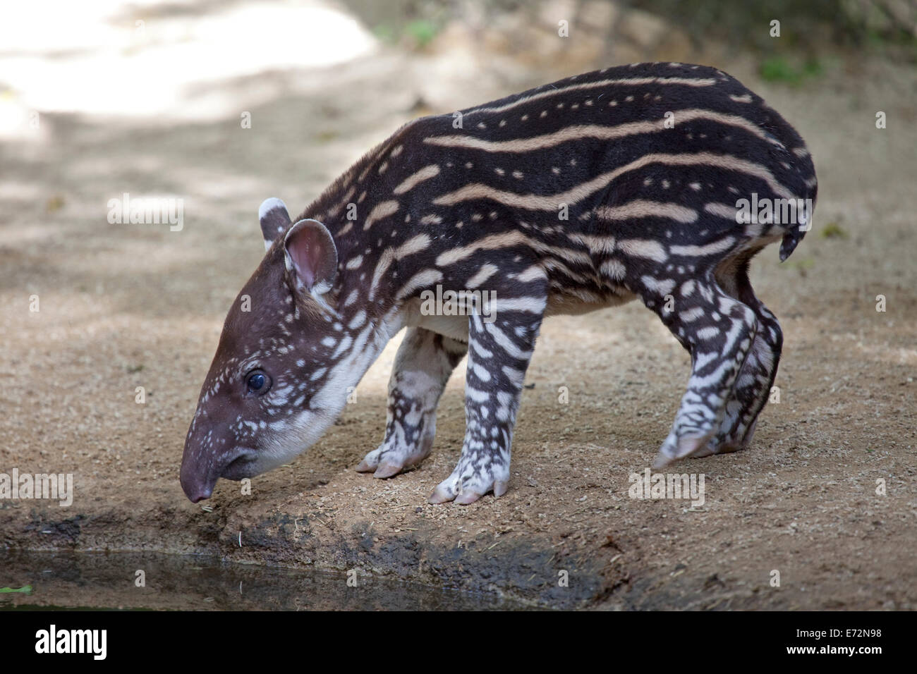Bébé tapir Banque D'Images