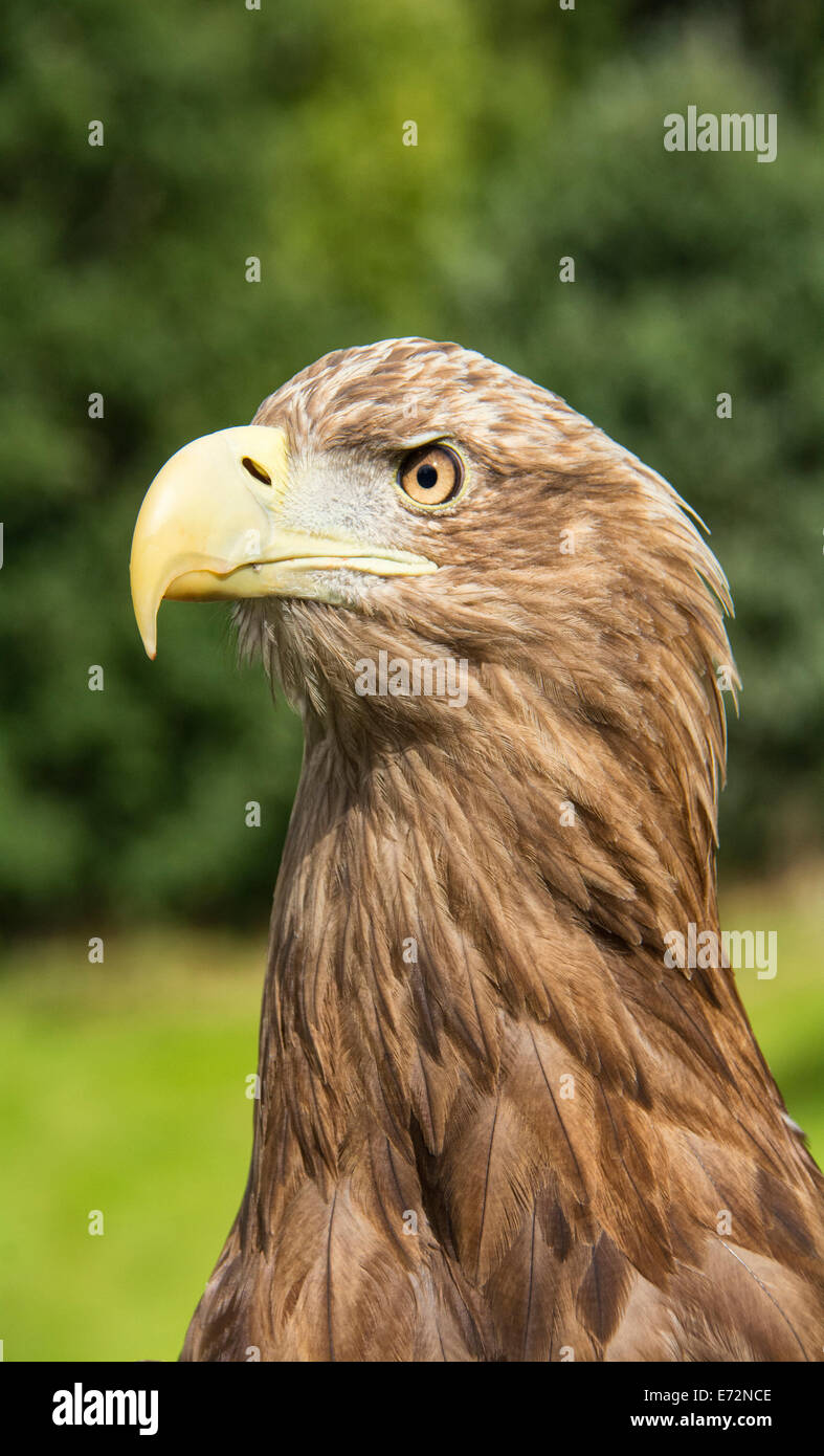 L'aigle de mer à queue blanche Banque D'Images