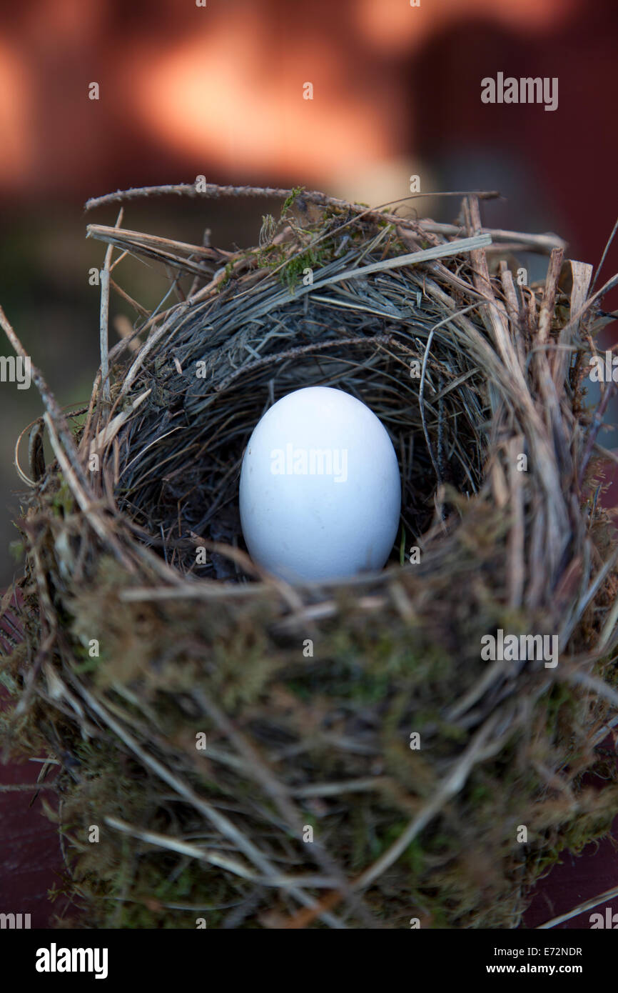 Détail d'oeufs d'oiseaux dans le nid avec arrière-plan flou Banque D'Images
