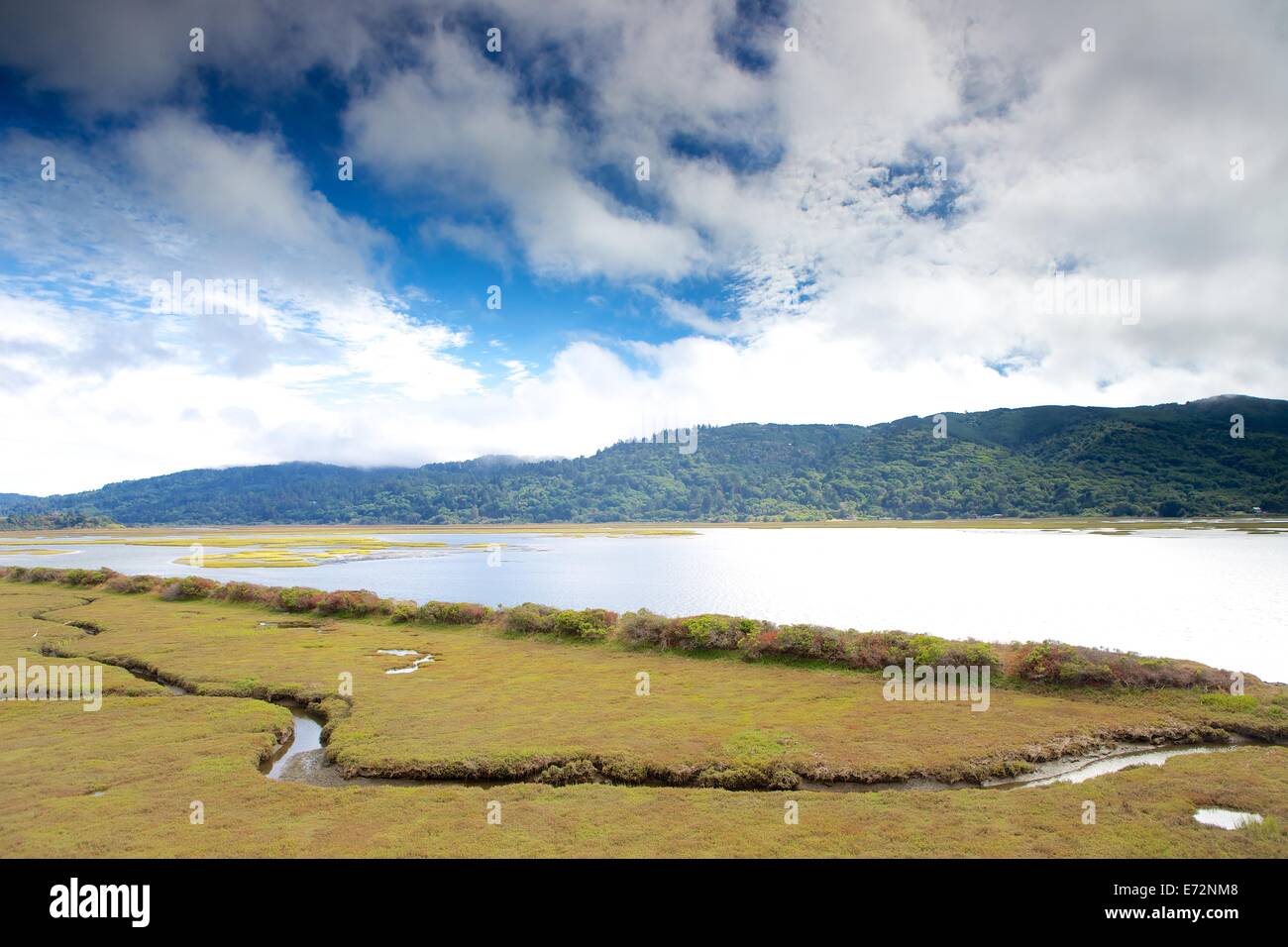 Les marais des zones humides au Point Reyes National Seashore, comté de Marin, en Californie. Banque D'Images