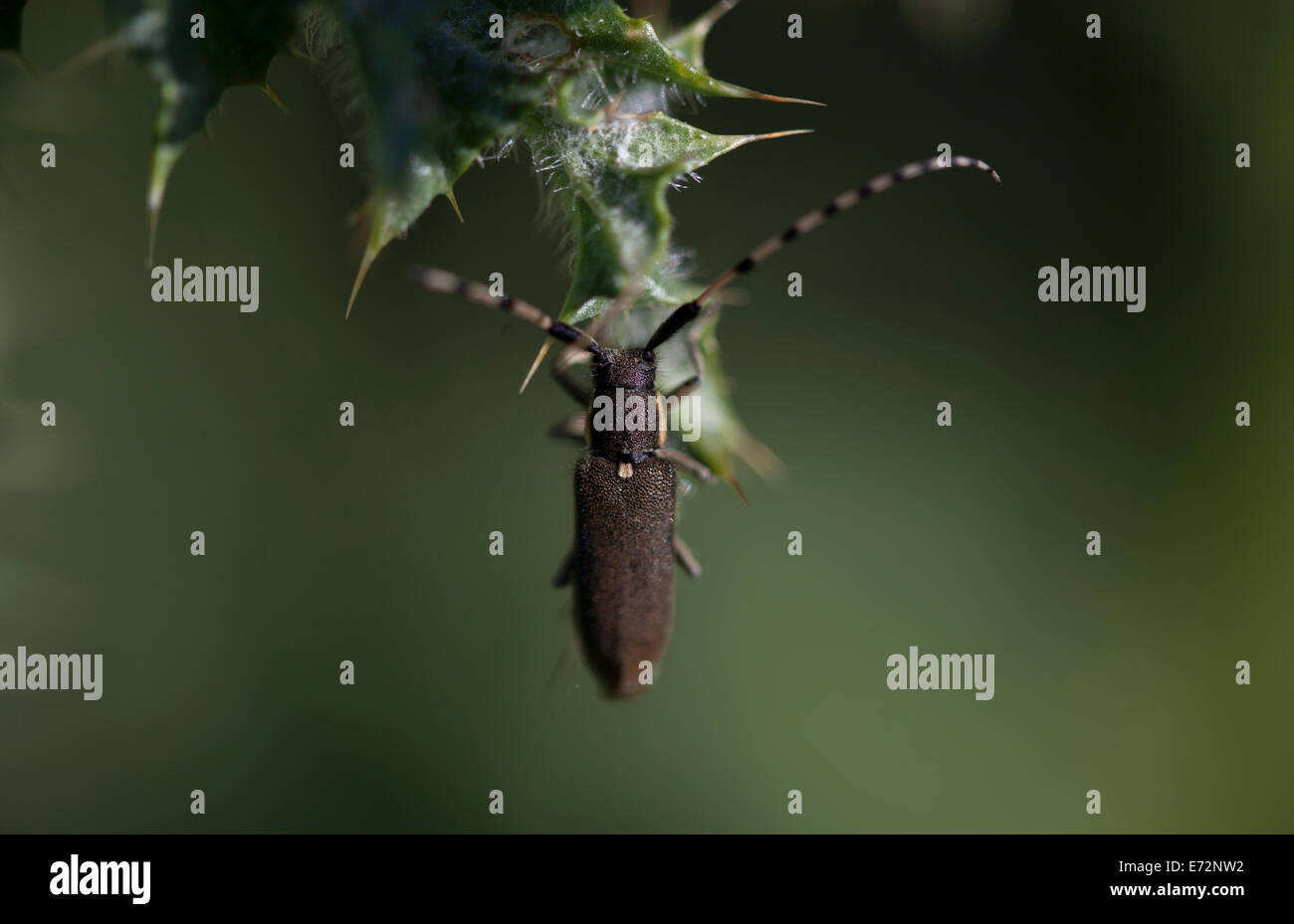 Un bug brune perches dans un plante épineuse à Arcos de la Frontera, province de Cadiz, Andalousie, Espagne, le 29 avril 2014. Banque D'Images
