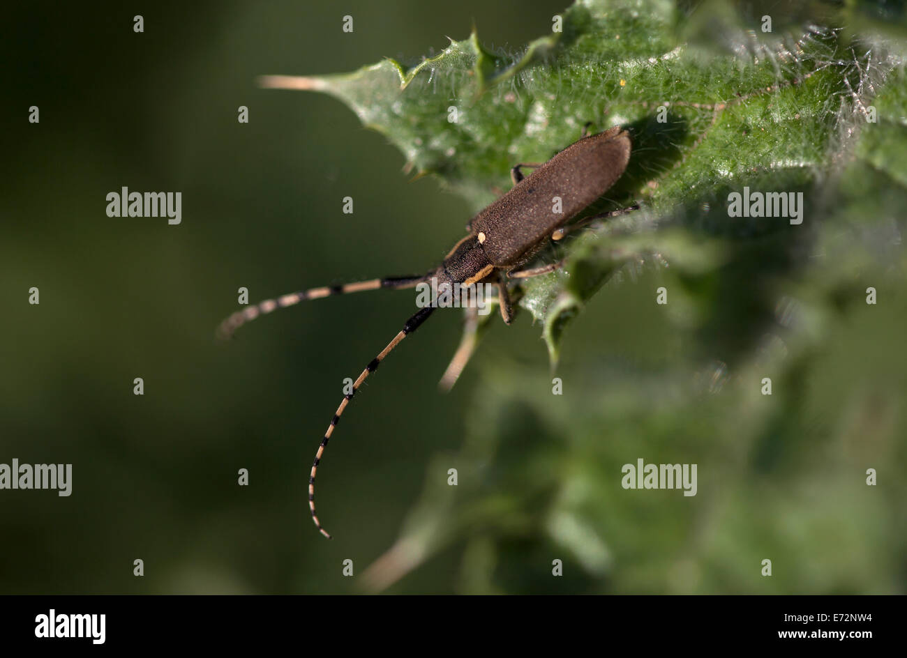 Un bug brune perches dans un plante épineuse à Arcos de la Frontera, province de Cadiz, Andalousie, Espagne, le 29 avril 2014. Banque D'Images