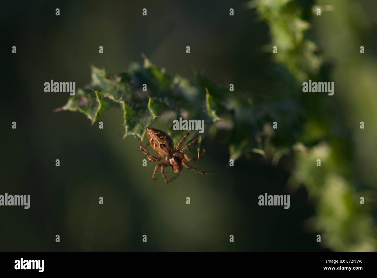 Une araignée est perché sur une plante épineuse à Arcos de la Frontera, province de Cadiz, Andalousie, Espagne, le 29 avril 2014. Banque D'Images