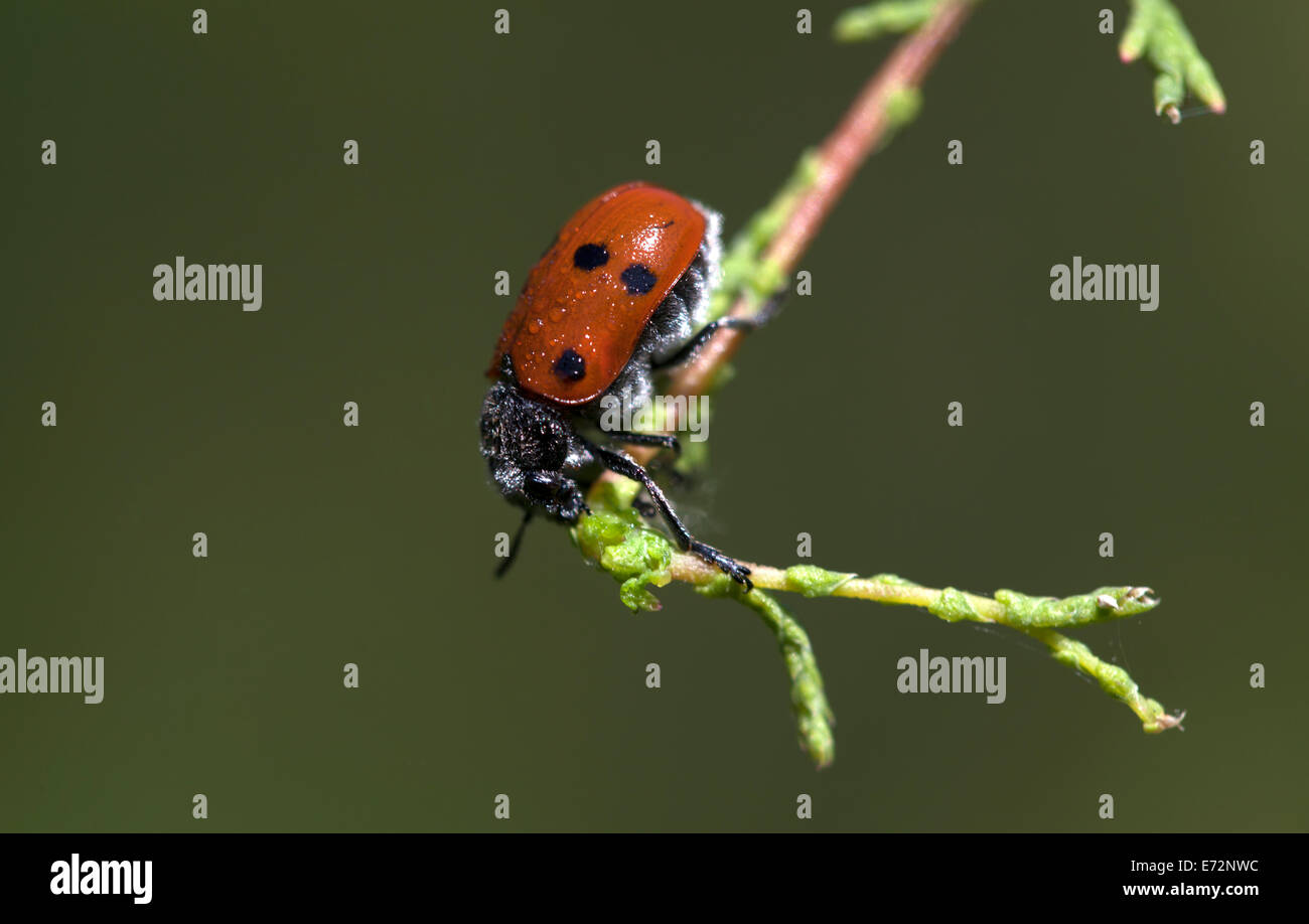 Une coccinelle couvertes de pollen et de perchoirs de rosée dans une usine au Parc Naturel de Los Alcornocales, la province de Cádiz, Andalousie, Espagne Banque D'Images