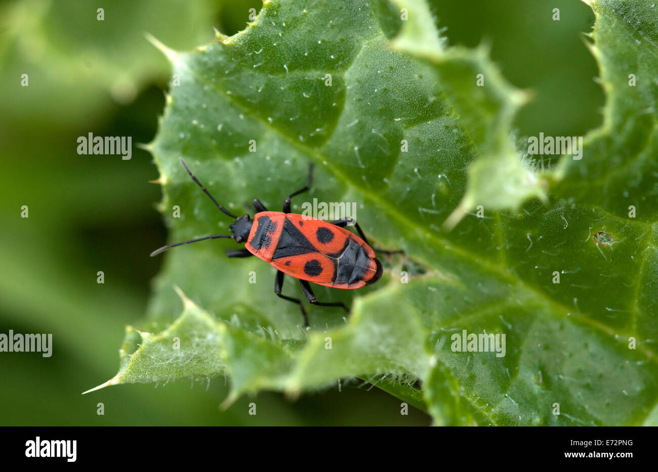 Un bug rouge marche dans une plante épineuse à Villaluenga del Rosario, Parc Naturel Sierra de Grazalema, Cadiz Province, Andalusia, Spain Banque D'Images