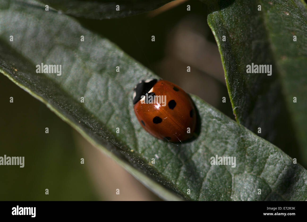 Une coccinelle perches dans une usine au Parc Naturel de Los Alcornocales, la province de Cádiz, Andalousie, Espagne, le 2 mai 2014. Banque D'Images