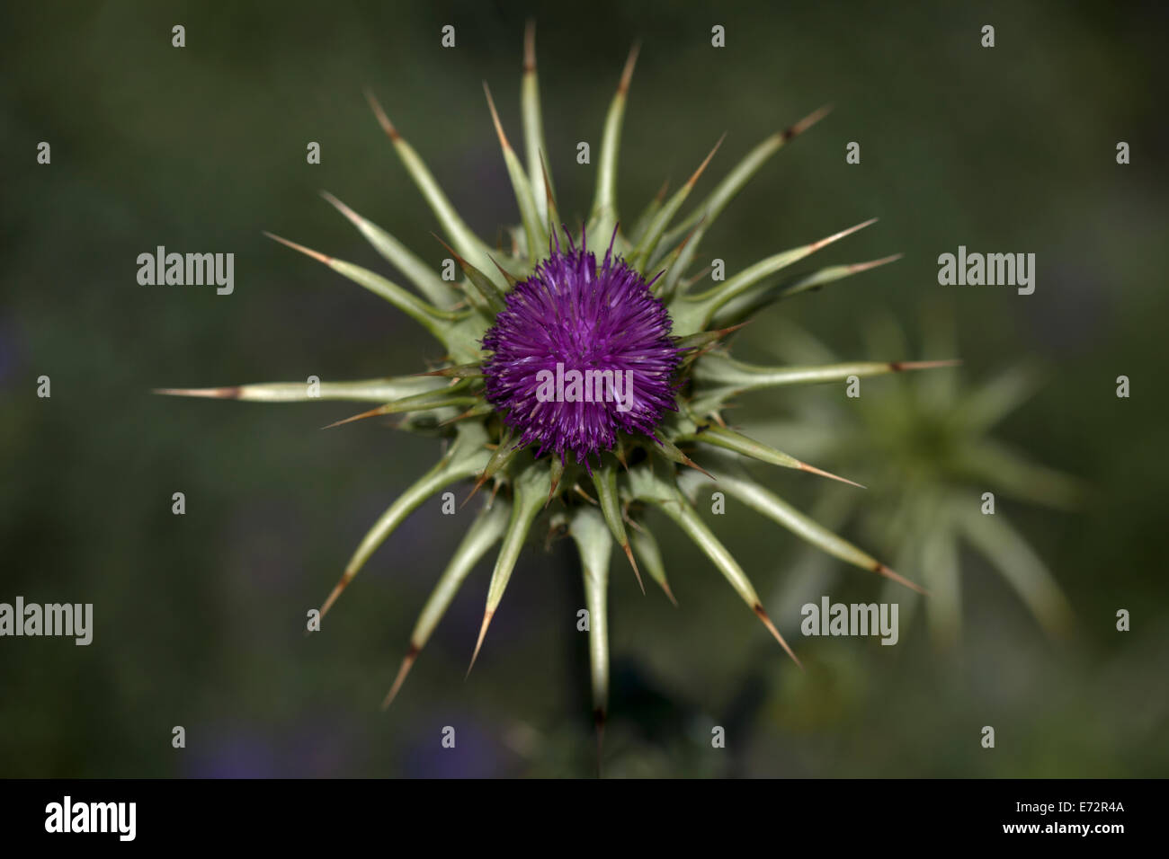 Une fleur pourpre d'une plante épineuse dans Parc Naturel de Los Alcornocales, la province de Cádiz, Andalousie, Espagne, le 2 mai 2014. Banque D'Images