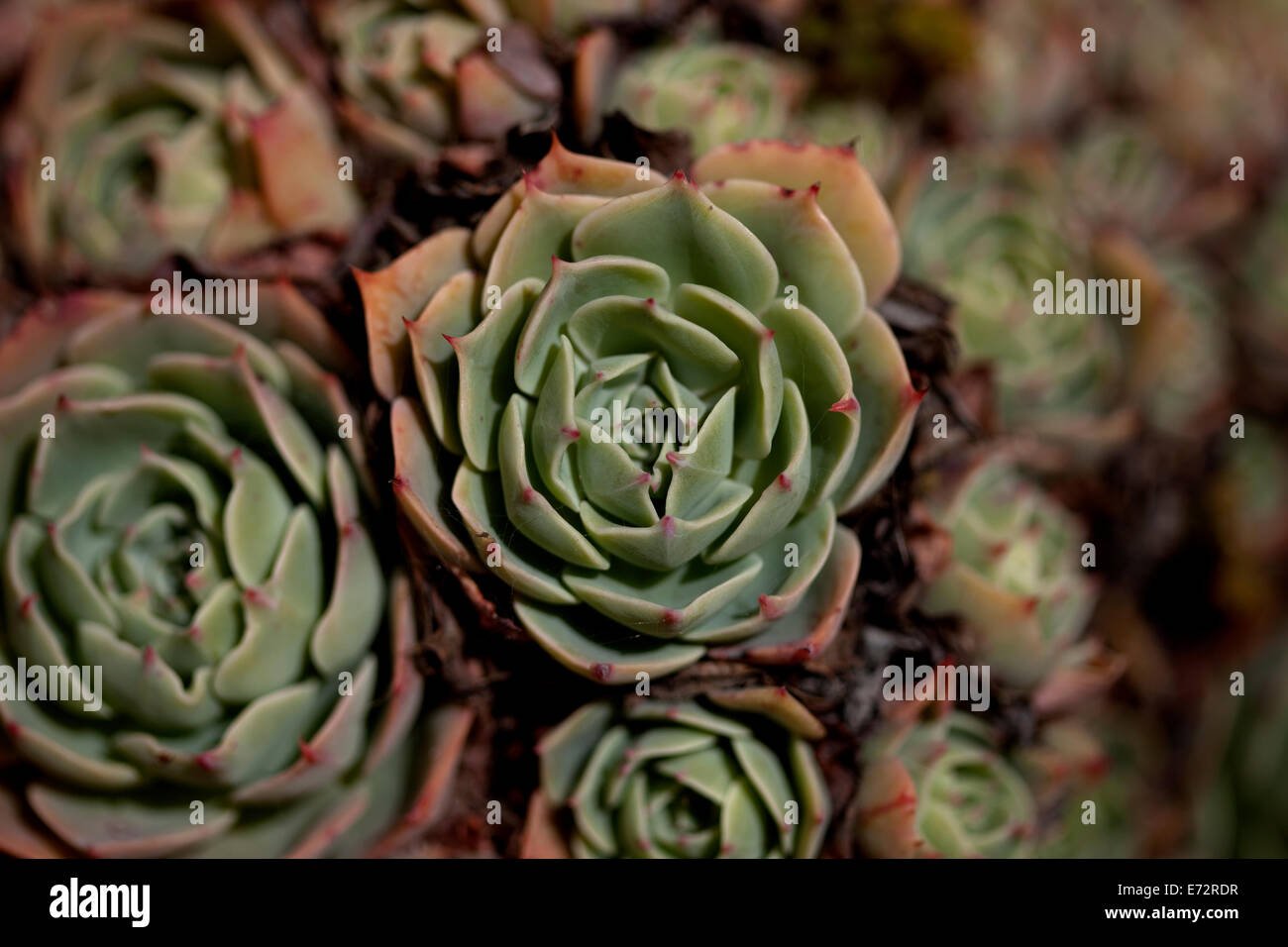 Cactus en Villaluenga del Rosario, Sierra de Grazalema Natural Park, la province de Cádiz, Andalousie, Espagne, le 24 mars 2014. Banque D'Images