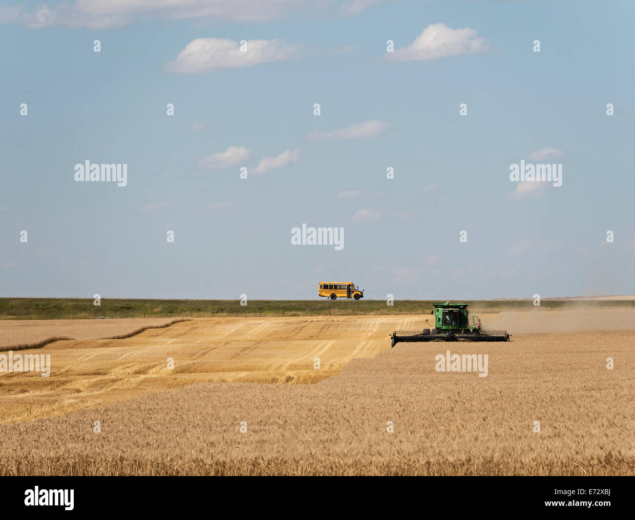 La récolte du blé, de l'Alberta, Canada Banque D'Images