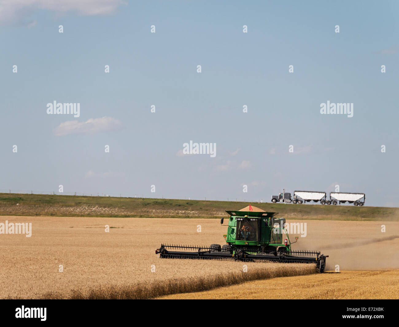 La récolte du blé, de l'Alberta, Canada Banque D'Images