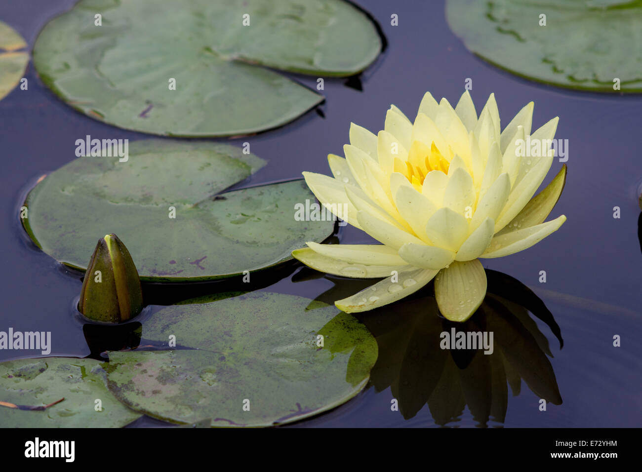 Nénuphar jaune close up Nymphea Banque D'Images