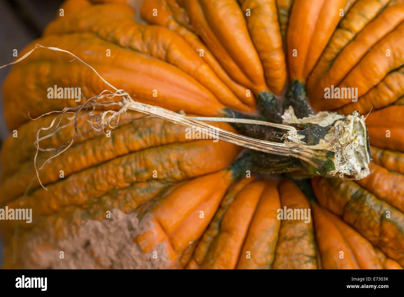 Détail de la tige de la citrouille rustique. Banque D'Images