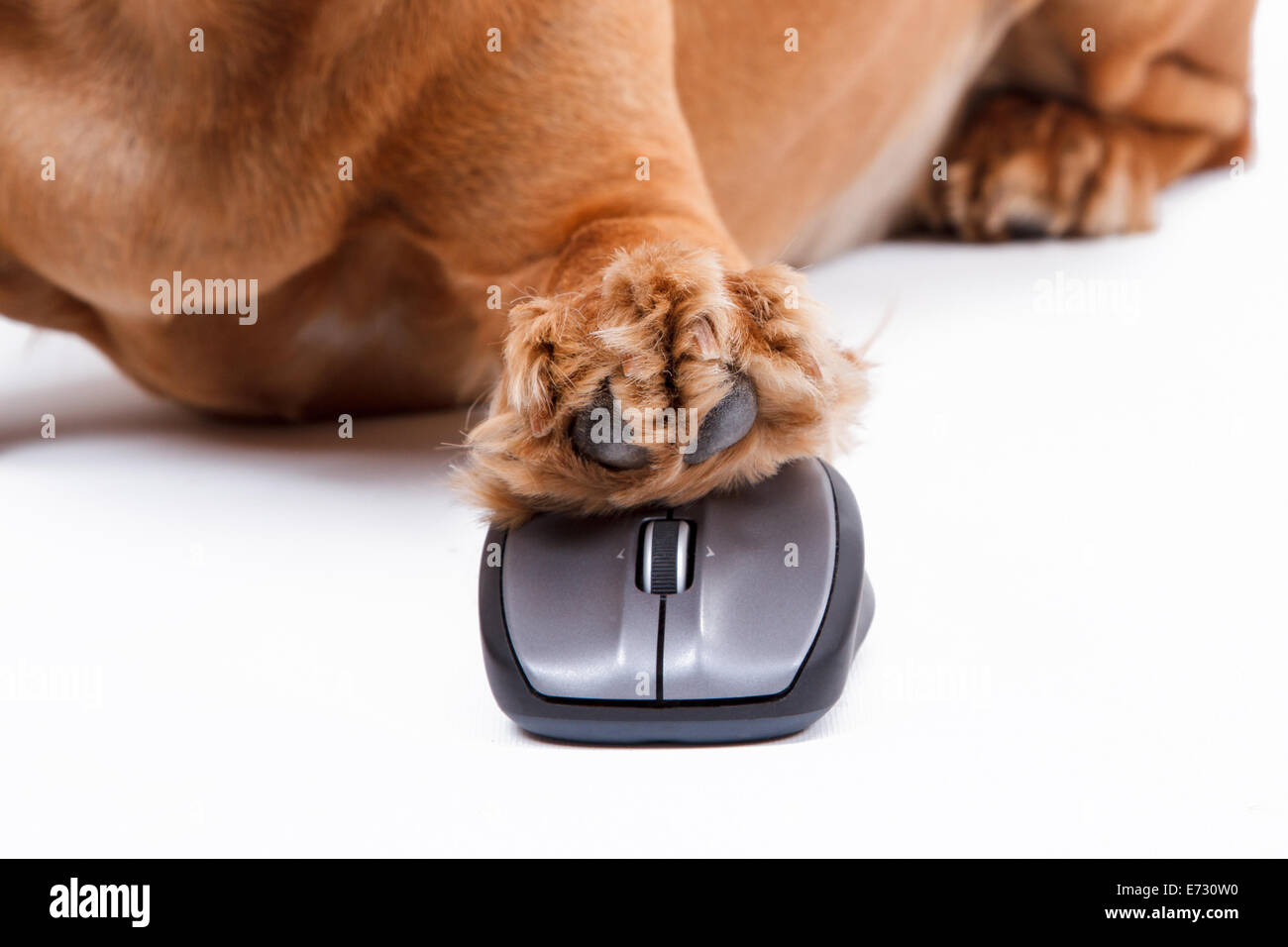 Cocker Anglais chien à l'aide de la souris de l'ordinateur avec ses pathy, isolé sur fond blanc. Banque D'Images