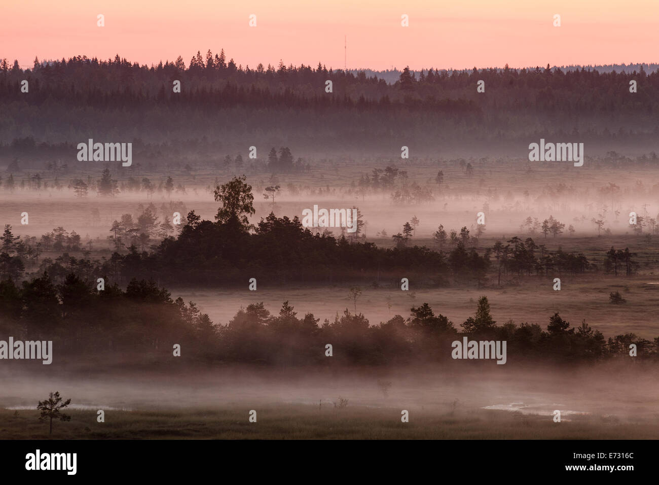Brouillard pourpre couvrant les Torronsuo marais en Finlande sur un matin tôt. Le soleil est prêt à se lever juste derrière l'horizon. Banque D'Images Brouillard pourpre couvrant les Torronsuo marais en Finlande sur un matin tôt. Le soleil est prêt à se lever juste derrière l'horizon. Banque D'Images