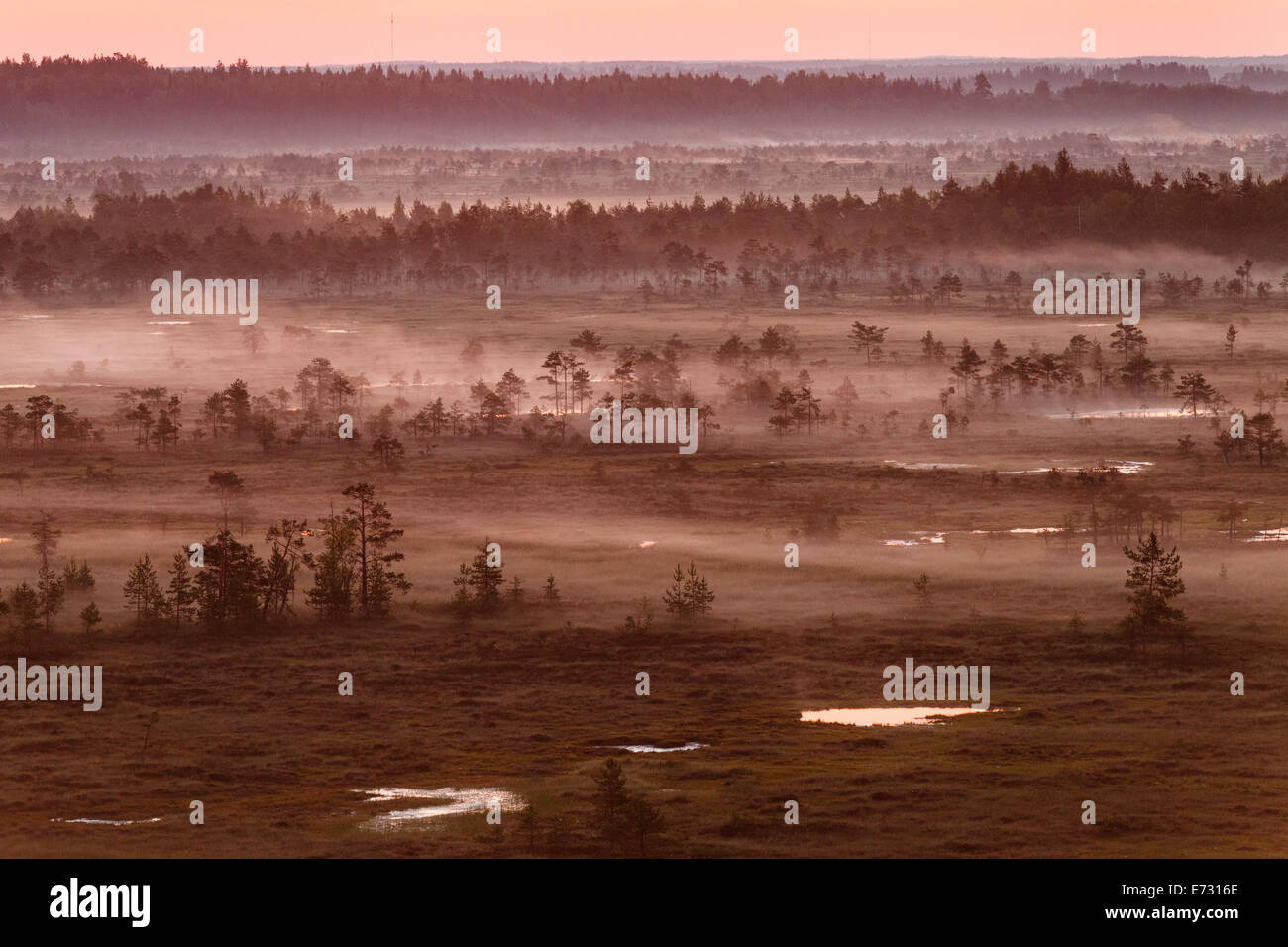Brouillard pourpre couvrant les Torronsuo marais en Finlande sur un matin tôt. Le soleil est prêt à se lever juste derrière l'horizon. Banque D'Images Brouillard pourpre couvrant les Torronsuo marais en Finlande sur un matin tôt. Le soleil est prêt à se lever juste derrière l'horizon. Banque D'Images