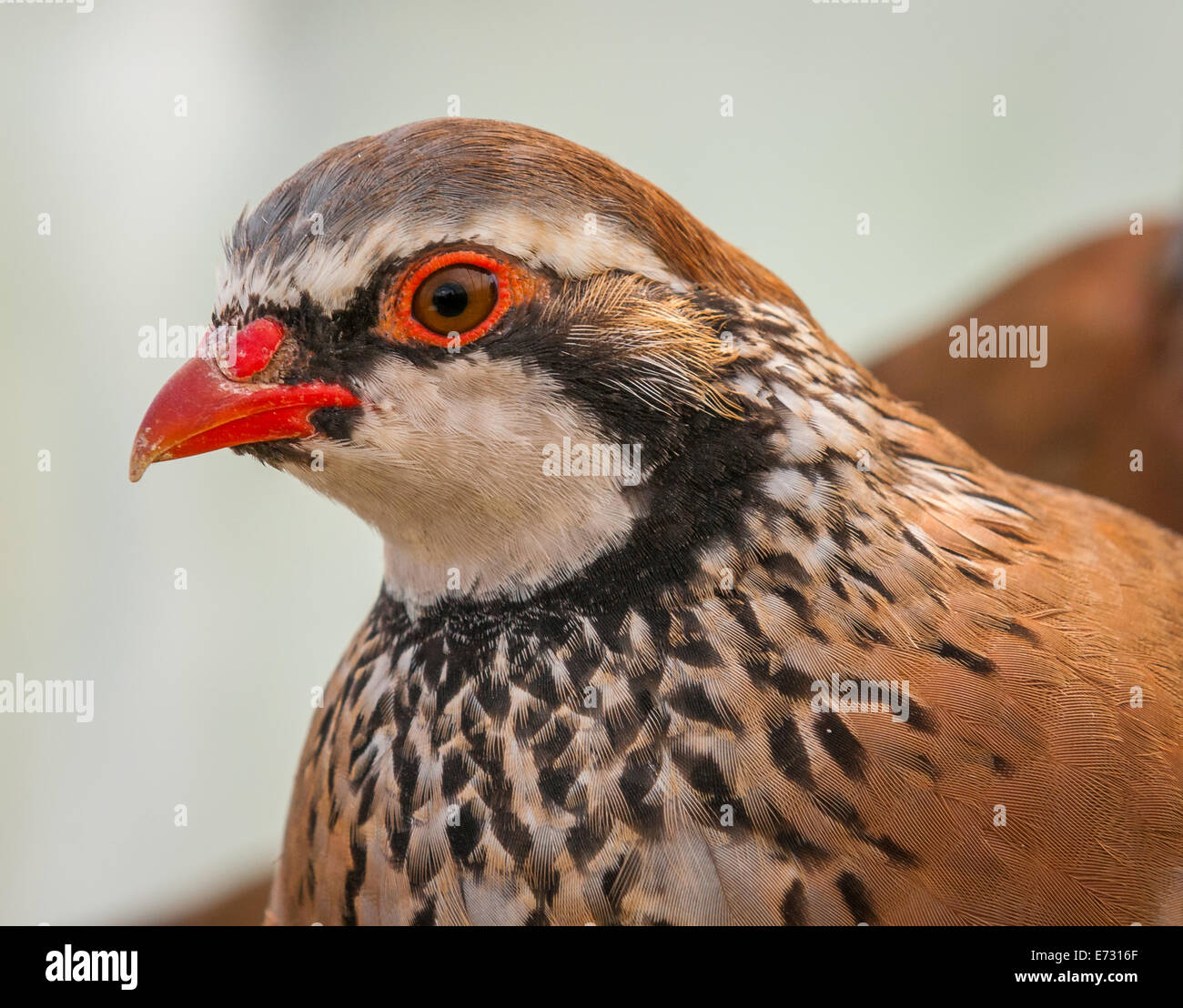 French Partridge, savent souvent comme une perdrix à pattes rouges, dû, il s couleur rouge jambes - Portrait Banque D'Images