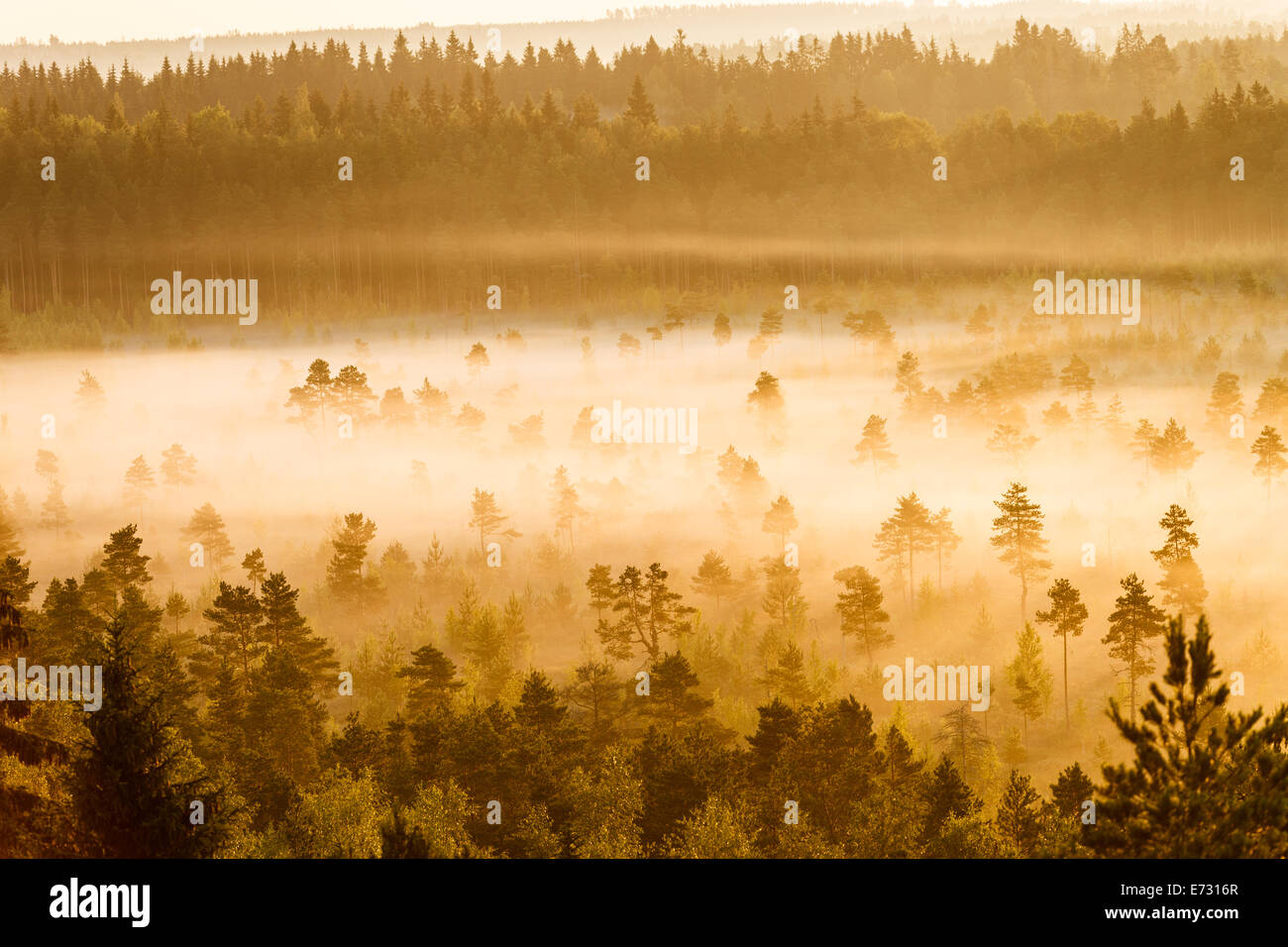 Les arbres situés dans la Misty Torronsuo marais en Finlande sur un matin tôt. Banque D'Images Les arbres situés dans la Misty Torronsuo marais en Finlande sur un matin tôt. Banque D'Images