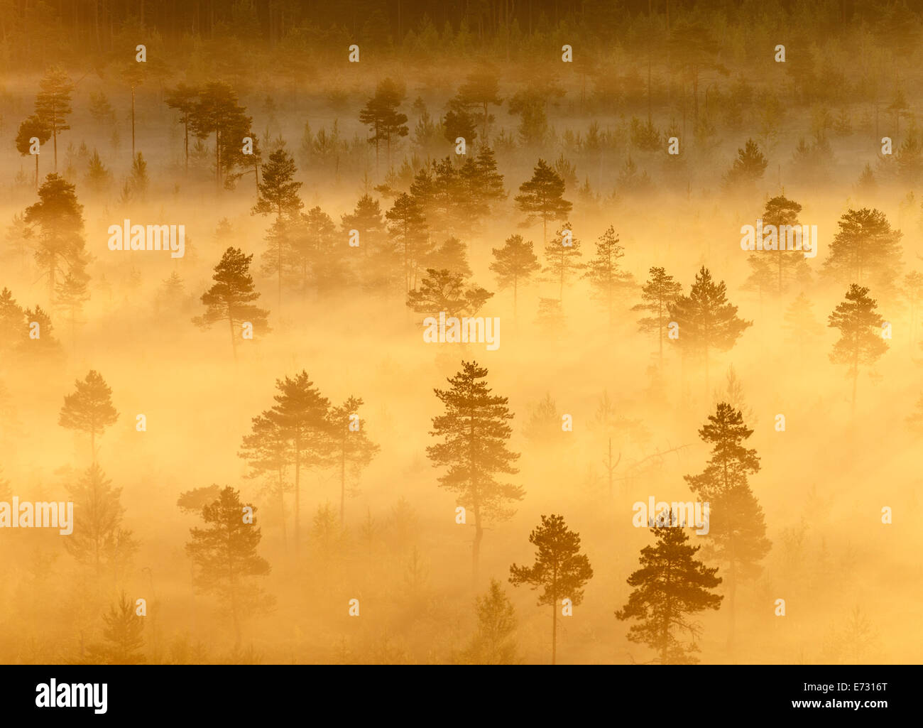 Les arbres situés dans la Misty Torronsuo marais en Finlande sur un matin tôt. Banque D'Images Les arbres situés dans la Misty Torronsuo marais en Finlande sur un matin tôt. Banque D'Images
