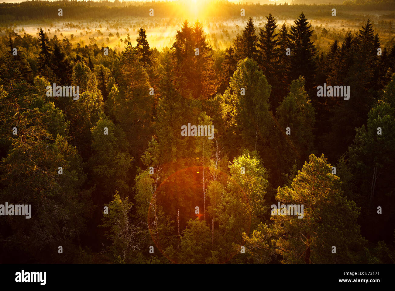 Lever de soleil sur un matin tôt dans le marais de la Finlande. La lumière du soleil frappant sur la forêt à très faible angle. Banque D'Images