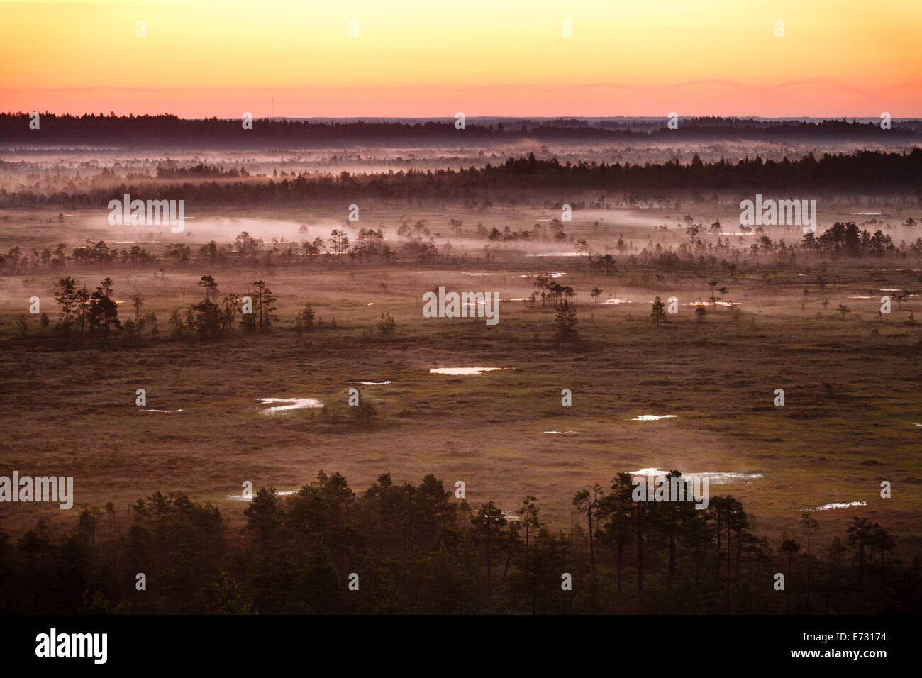 Brouillard pourpre couvrant les Torronsuo marais en Finlande sur un matin tôt. Le soleil est prêt à se lever juste derrière l'horizon. Banque D'Images