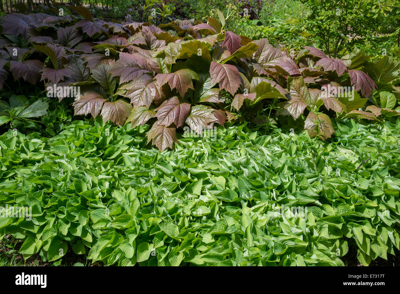 Rodgersia- de nouvelles feuilles de bronze et densley planté Hosta, Ness Botanical Gardens Banque D'Images