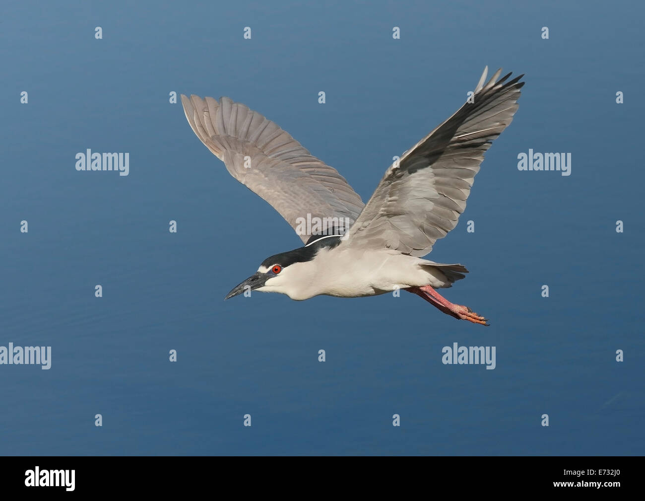 Black (Nycticorax nycticorax) en vol Banque D'Images