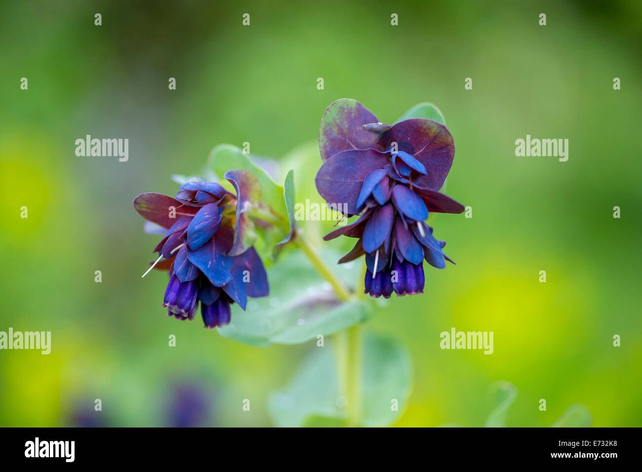 Cerinthe major Purpurascens' ' Banque D'Images