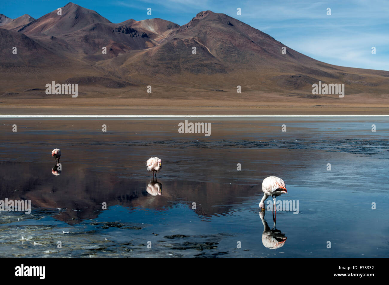 Flamants Roses Phoenicopterus à Laguna Canapa (lagune Canapa) salines de Bolivie Amérique du Sud Banque D'Images