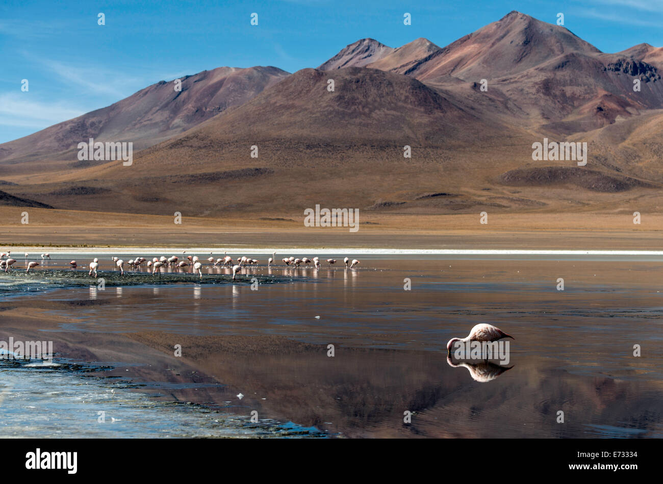 Flamants Roses Phoenicopterus à Laguna Canapa (lagune Canapa) salines de Bolivie Amérique du Sud Banque D'Images