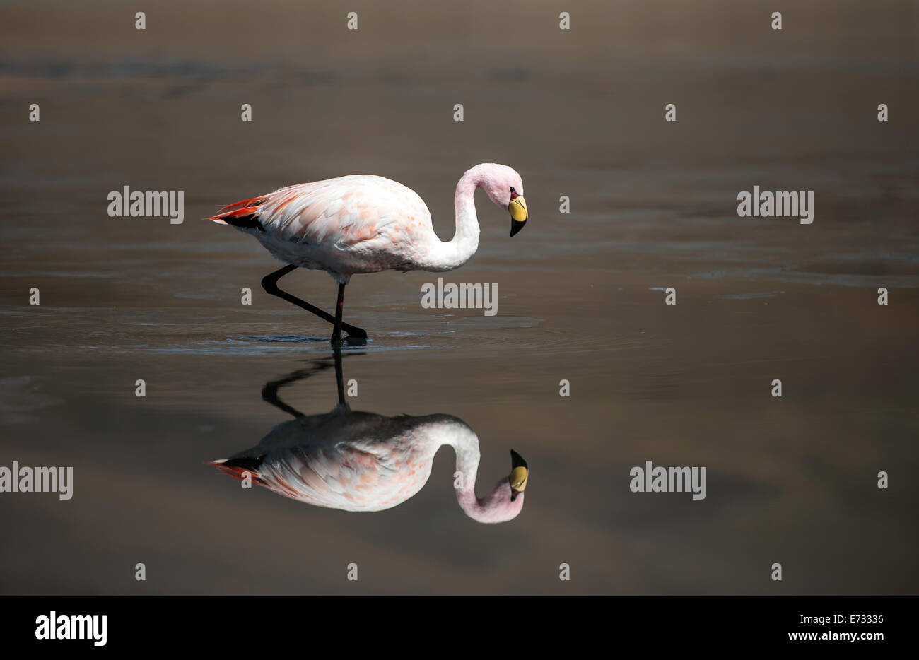 Flamants Roses Phoenicopterus à Laguna Canapa (lagune Canapa) salines de Bolivie Amérique du Sud Banque D'Images