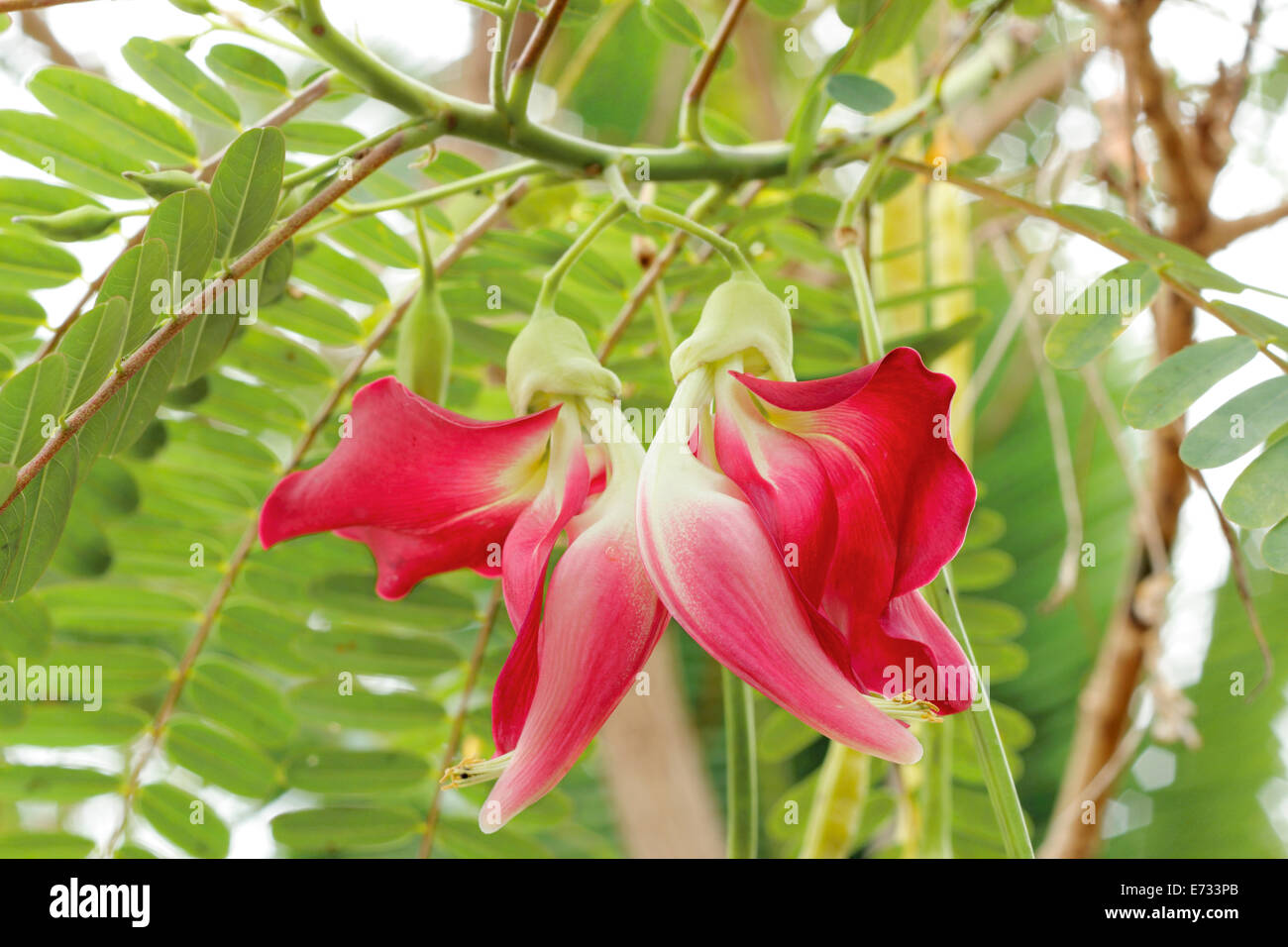 Agasta rouge ,fleurs Légumes Humming Bird Sesban Sesbania grandiflora Agasta (Desv. dans la science nom ou Dok Kae en thaï) Banque D'Images