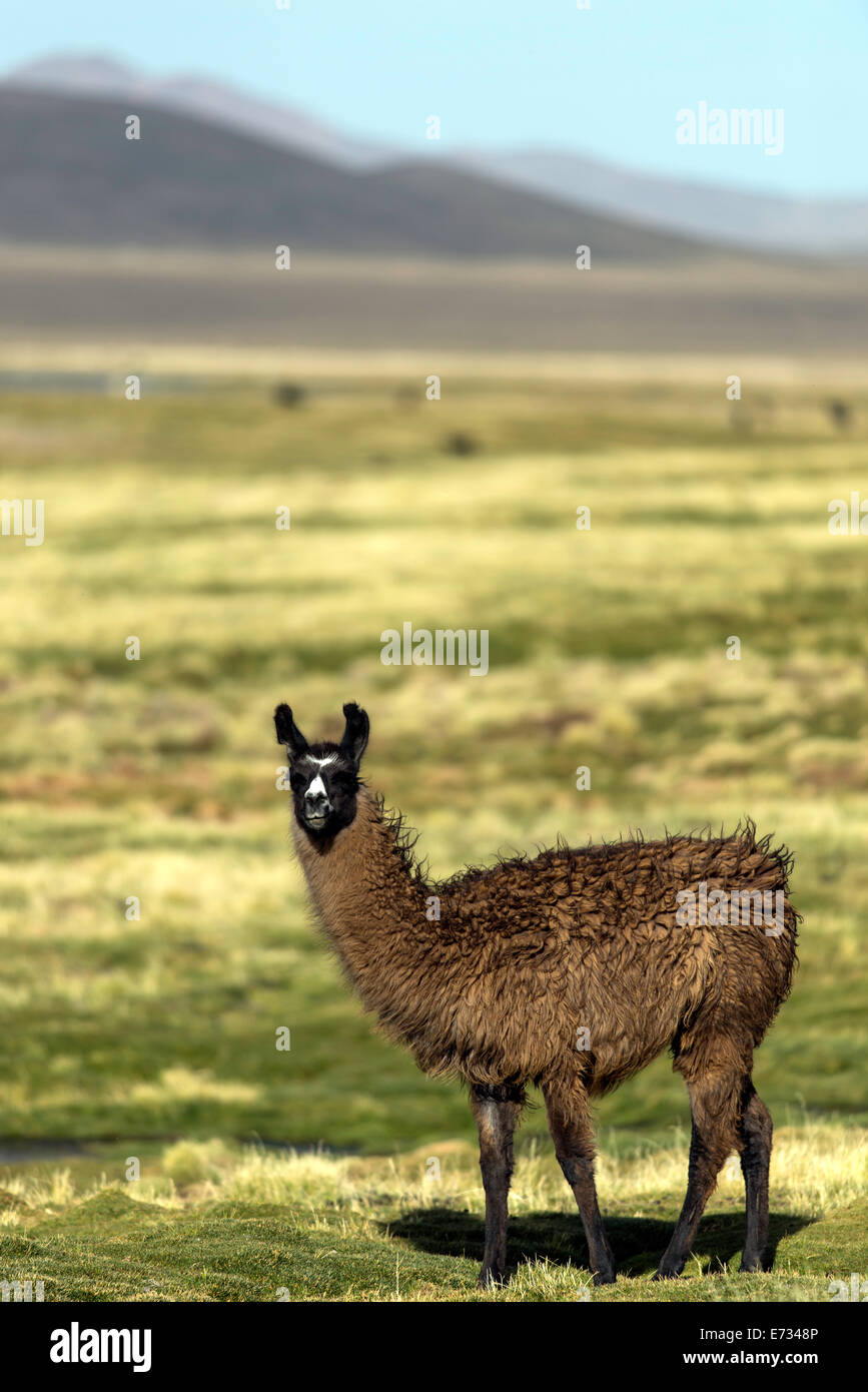 Le lama, Lama glama (Linnaeus) au parc national de Sajama en Bolivie, Amérique du Sud Banque D'Images