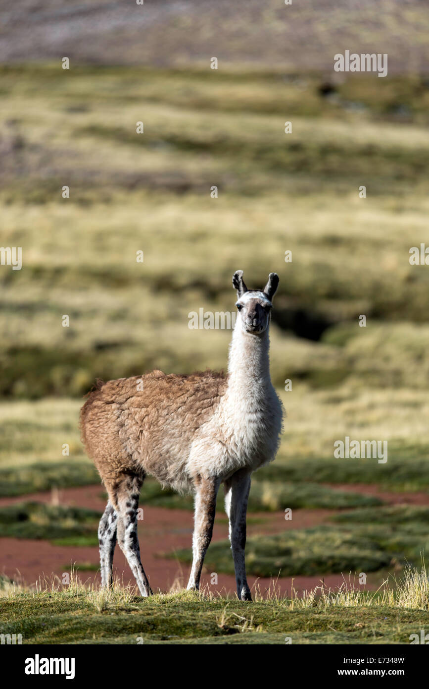 Le lama, Lama glama (Linnaeus) au parc national de Sajama en Bolivie, Amérique du Sud Banque D'Images