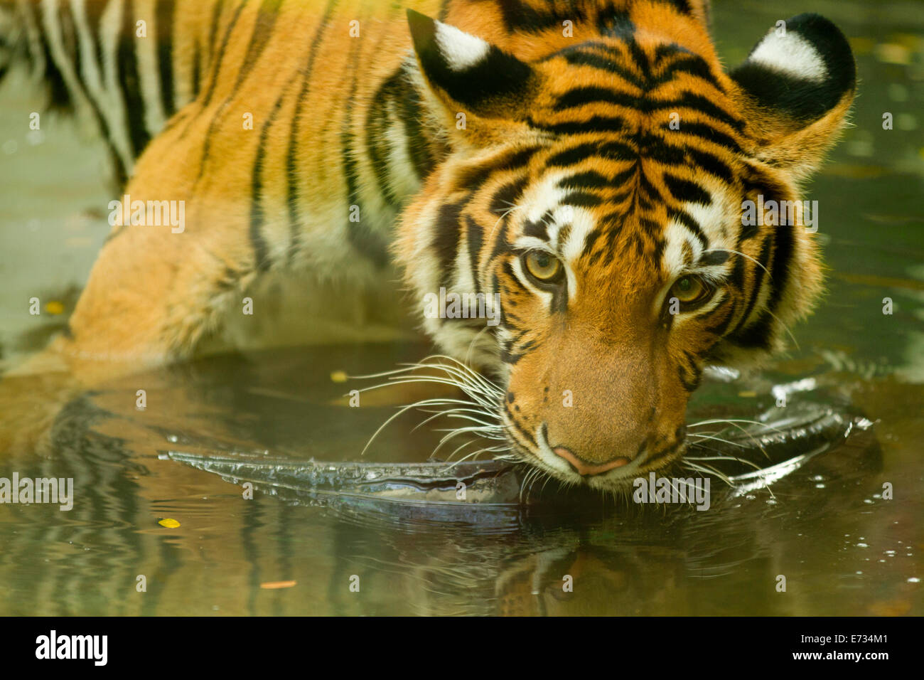 Tiger close up et à la caméra, en partie reflétée dans l'eau Banque D'Images