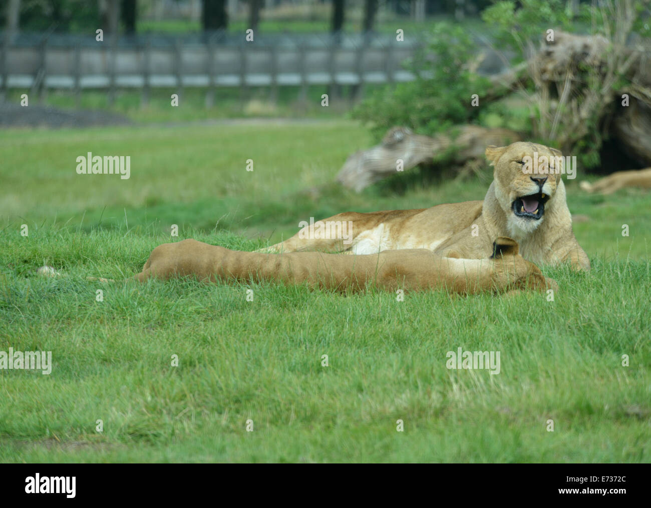 Lion à Woburn Safari Park Banque D'Images