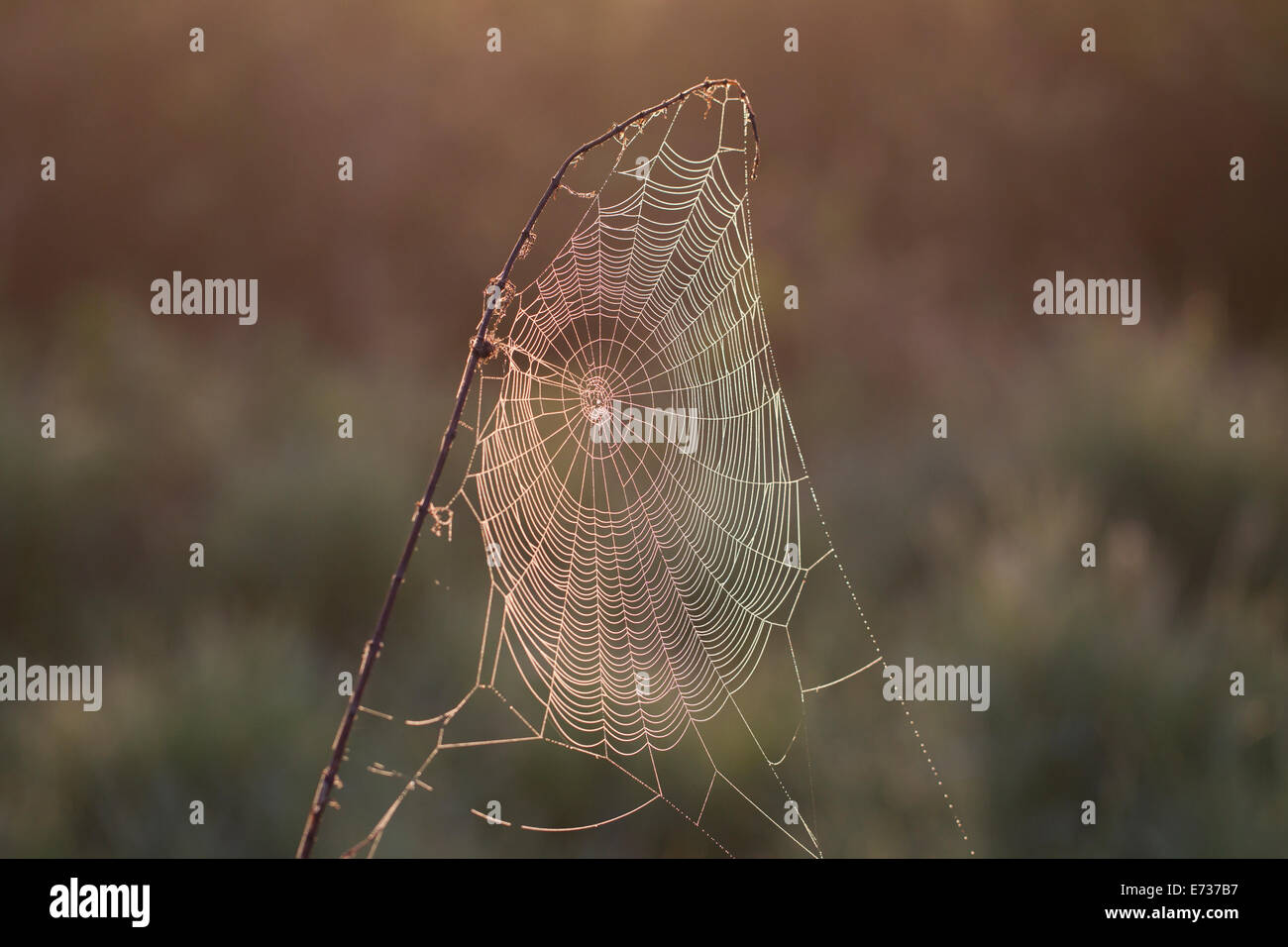 Im Spinnennetz Morgentau Spider web dans la rosée du matin Banque D'Images