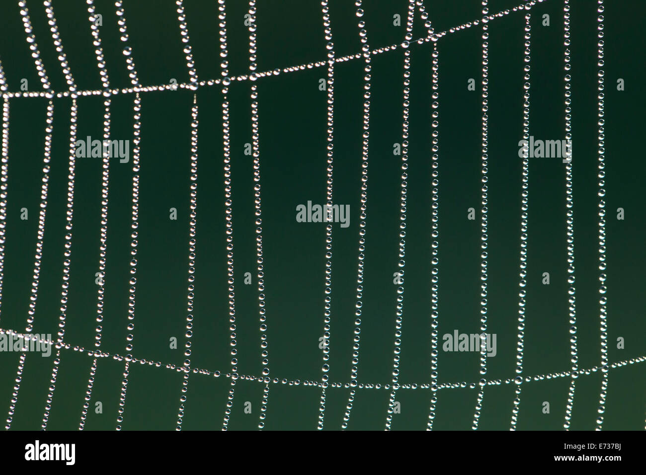 Im Spinnennetz Morgentau Spider web dans la rosée du matin Banque D'Images