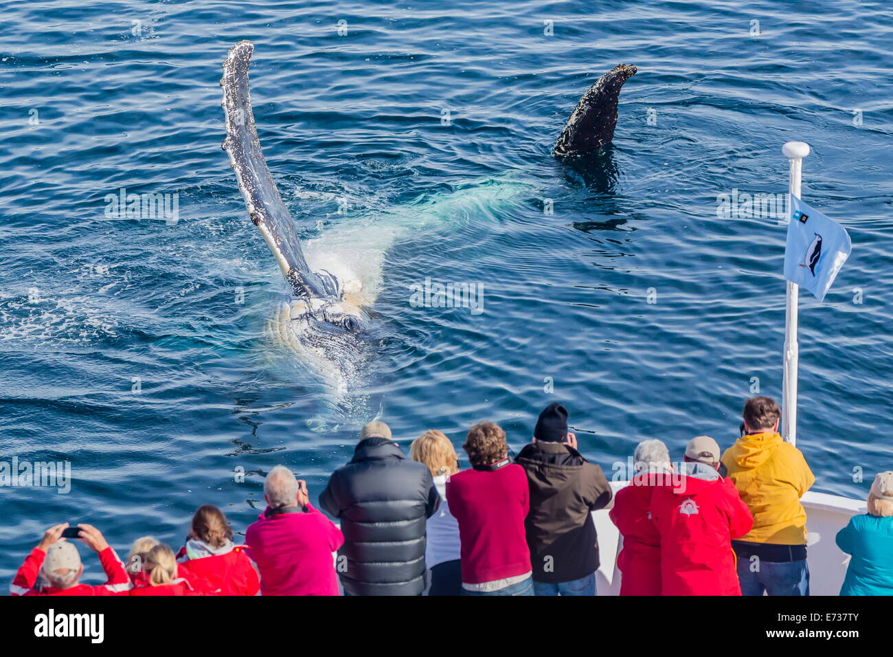 Des profils des baleines à bosse sur le côté de la proue du National Geographic Explorer dans le détroit de Gerlache, l'Antarctique Banque D'Images
