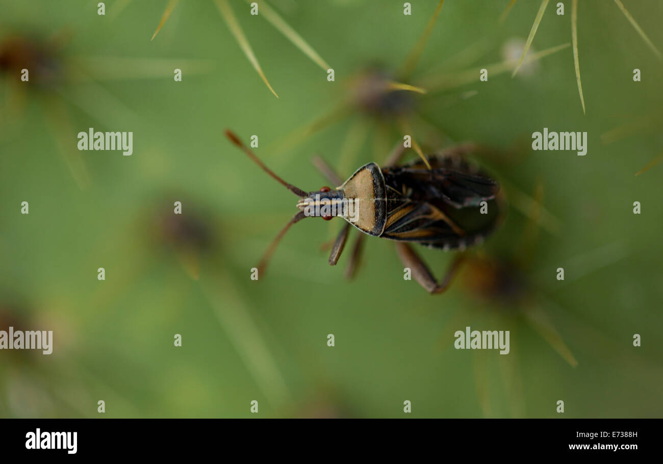 Un bug est perché sur un cactus avec la forme d'un cœur en, Wirikuta Real de Catorce, San Luis Potosi, Mexique, le 24 juillet Banque D'Images